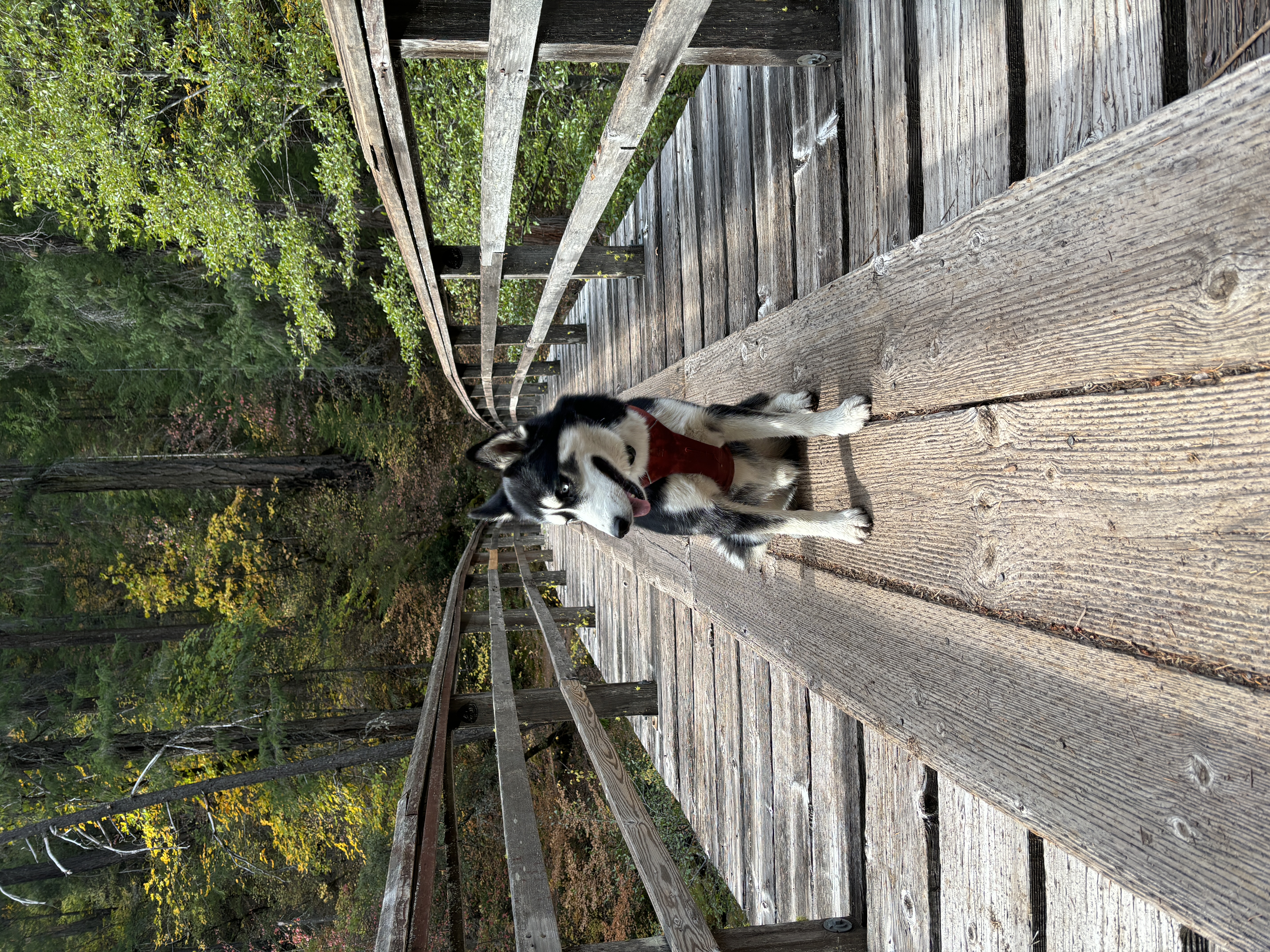 Support Dog